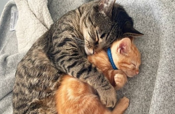 Leo, un chat recueilli, trouve son meilleur ami chez un chaton lui aussi recueilli avec sa fratrie (vidéo)