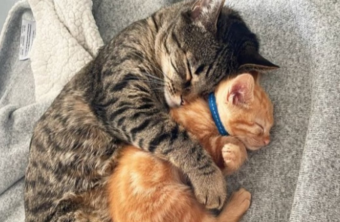 Leo, un chat recueilli, trouve son meilleur ami chez un chaton lui aussi recueilli avec sa fratrie (vidéo)