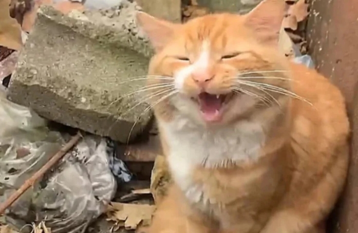 Un chat fatigué de sa vie d'errance, saute sur l'occasion d'intégrer un refuge malgré sa timidité