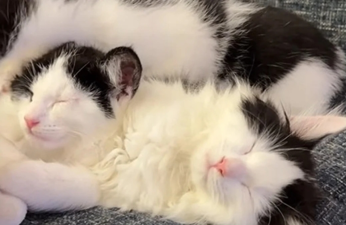 Cette fratrie de chats apprécie mieux que quiconque la douceur d'un panier puisqu'elle a dormi sous une voiture