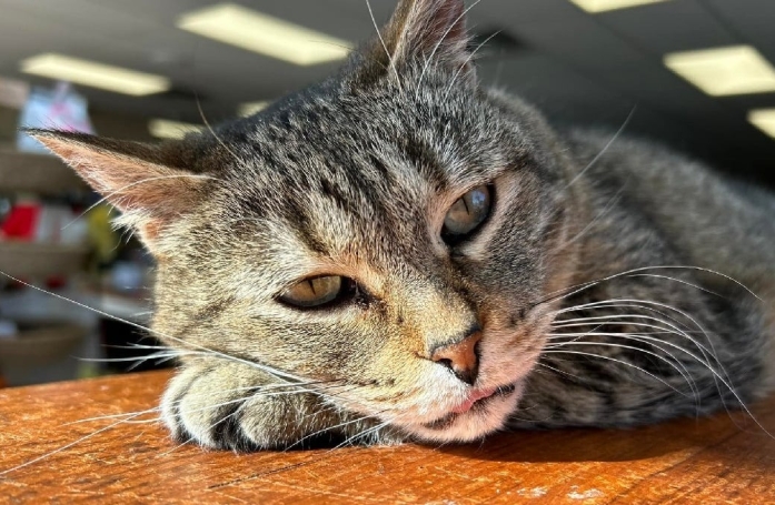 À 24 ans, cette chatte senior d’un refuge, apporte réconfort et devient une véritable icône