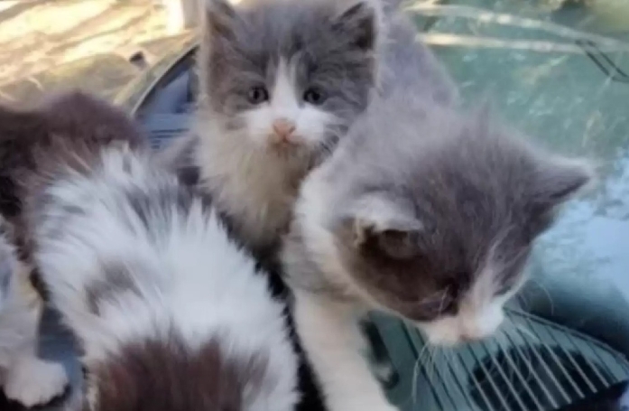 Un chaton orphelin s'est lié à une portée de chatons qui fuyaient le froid au sein d'un refuge