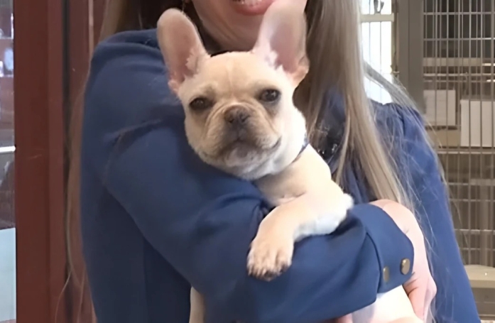 Ce petit Bouledogue a été adopté et devenu le prétexte idéal pour une demande en mariage