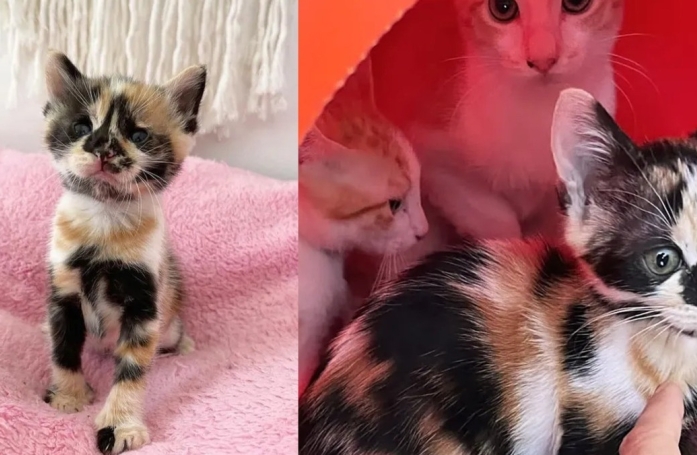 Une femme adopte 4 chatons de portées différentes en même temps, et ces derniers s'entendent à merveille