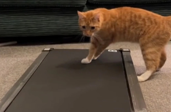 Ce chat essaye de comprendre le principe du tapis de course, en vain (vidéo)
