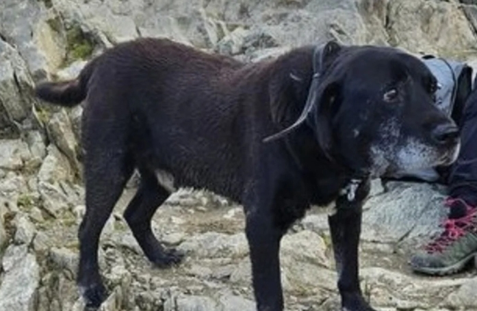 Des randonneurs trouvent un chien sénior égaré loin de toute habitation, sur un col de montagne