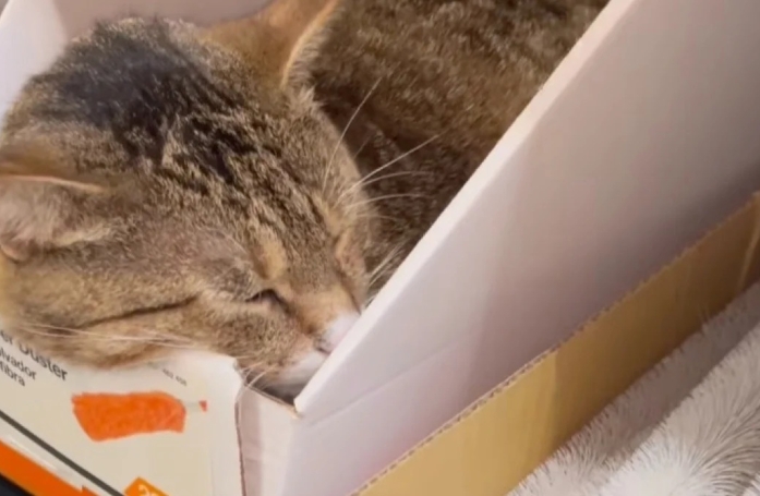 Les clients d'un magasin de bricolage peuvent rencontrer chaque jour un chat qui a élu domicile dans le bâtiment (vidéo)