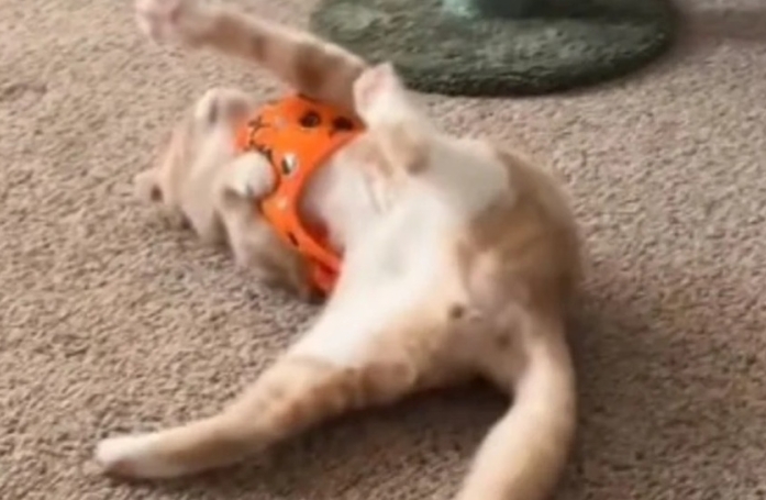 Ce chat insoumis ne contrôle plus son corps pour faire comprendre à sa maîtresse qu'il déteste son nouveau harnais (vidéo)