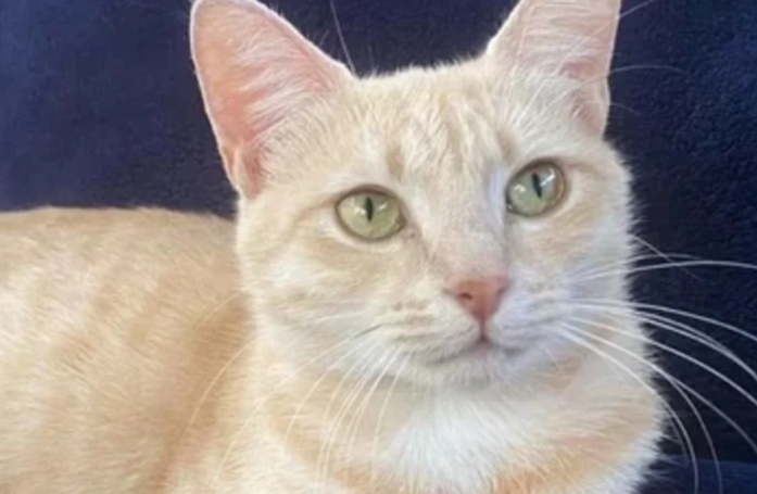 Elle voulait reprendre un chat temporairement après le décès de son précédent chat et ne peut plus s'en séparer