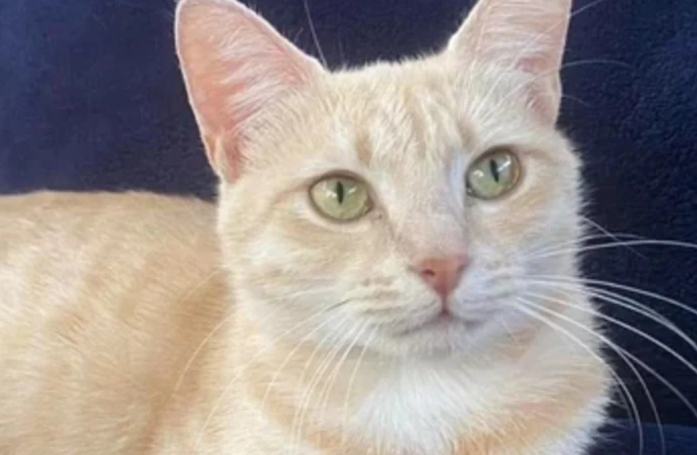 Elle voulait reprendre un chat temporairement après le décès de son précédent chat et ne peut plus s'en séparer