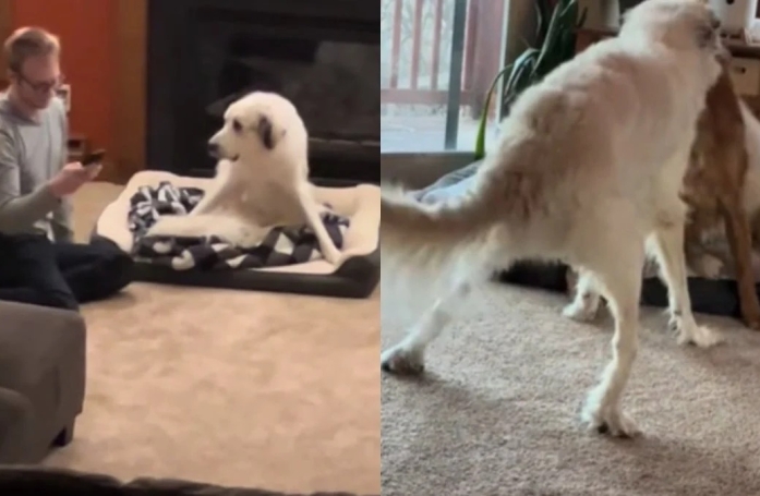 Ce chien de refuge handicapé joue pour la première fois, provoquant la joie de sa famille d'accueil (vidéo)