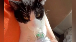 Illustration : "La maîtresse de ce chat asthmatique trouvé dans une benne à ordure se bat pour qu'il vive normalement (vidéo)"