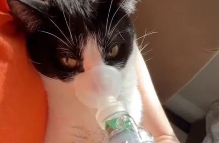 La maîtresse de ce chat asthmatique trouvé dans une benne à ordure se bat pour qu'il vive normalement (vidéo)