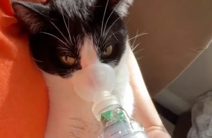 La maîtresse de ce chat asthmatique trouvé dans une benne à ordure se bat pour qu'il vive normalement (vidéo)