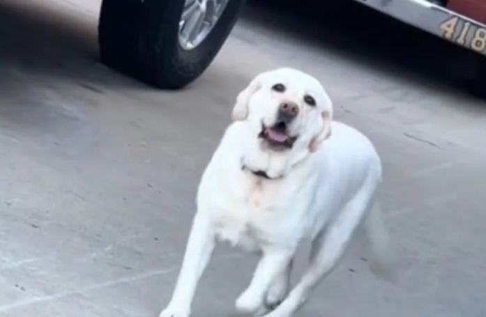 La joie d'une chienne de thérapie pour pompiers lorsqu'elle découvre son bureau dans la caserne (vidéo)