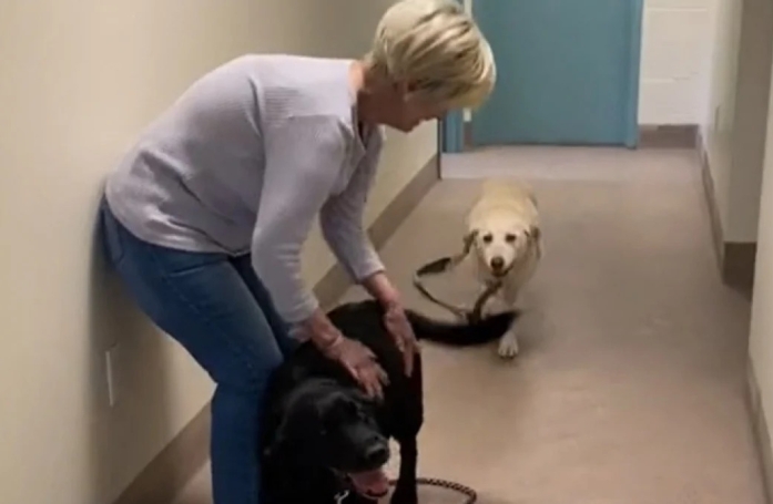 2 Labradors séniors fous de joie lorsqu'ils ont été adoptés ensemble au refuge (vidéo)