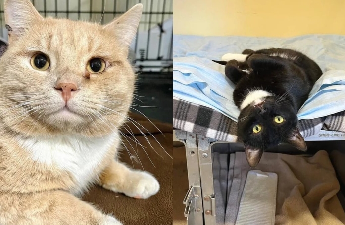 Elle pensait adopter un chat en refuge, mais ce dernier avait un ami chat au refuge qui attendait sa chance depuis 8 mois