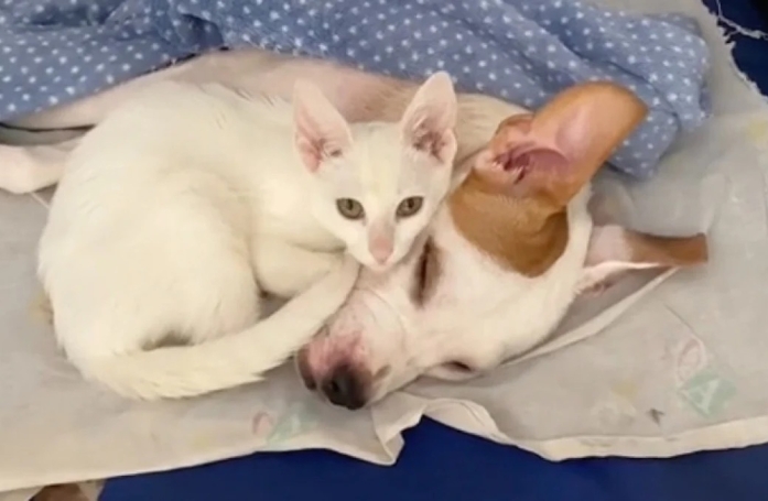 Ce magnifique chat blanc tient compagnie à son amie, une chienne paralysée qui tente de remarcher (vidéo)