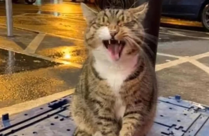 Ce chat, mascotte d'un supermarché, mène une vie de pacha dans le magasin 