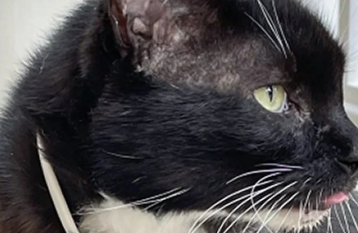 Retrouvé au bout de 10 ans, ce chat était tiraillé entre sa famille originelle et sa nouvelle famille, mais la justice a tranché