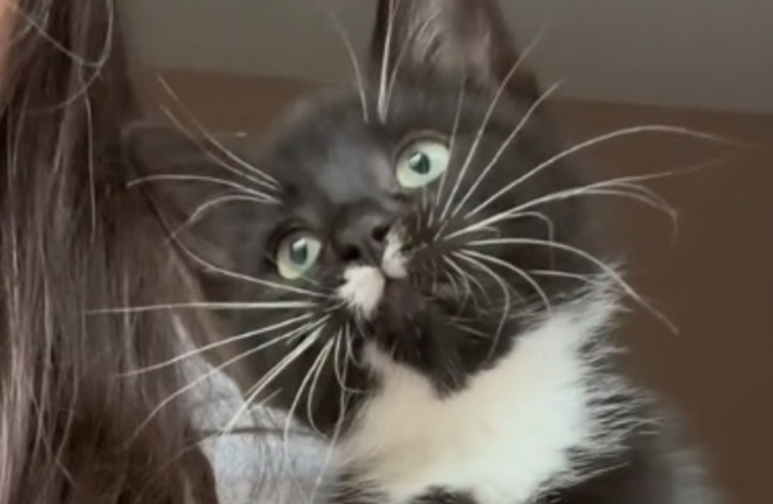 Ce chaton fasciné, découvre les oiseaux pour la première fois grâce à une bénévole du refuge ! (vidéo)