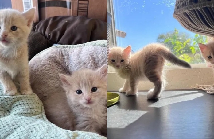 Timmie et Stevie, les 2 sœurs chatons qui ne se lâchent pour rien au monde, espèrent être adoptées ensemble