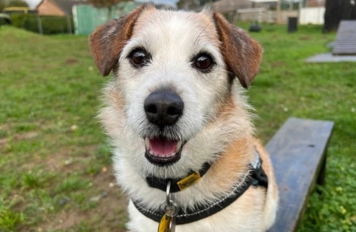 Ce chien quitte enfin le refuge à la veille de Noël, après 9 ans passés sans famille