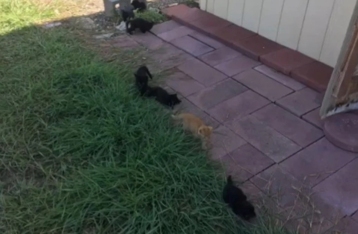 Ils pensaient devoir aider 5 chatons, mais finalement 2 autres truffes ont fait leur apparition, ce qui leur a sauvé la vie 