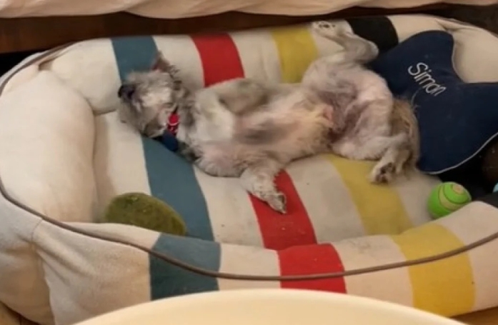 Phoenix, un chien sénior et handicapé, a connu un tournant dans sa vie en étant adopté, et le fait comprendre à tous (vidéo)