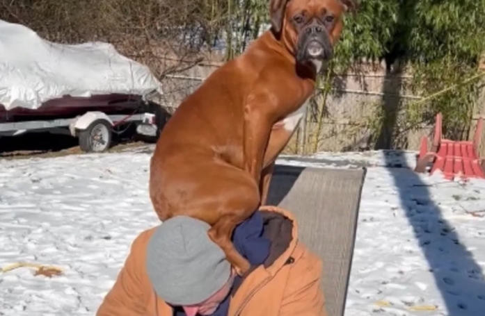 Cette imposante Boxer se prend pour un perroquet et monte sur les épaules de son maître pour passer un message aux autres chiens