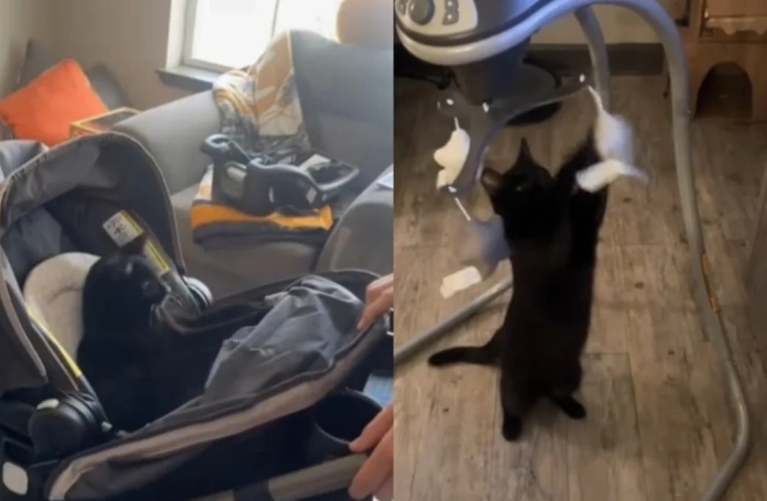 Avant l'arrivée du bébé, ce chat teste les jouets et les couchages de son futur petit frère (vidéo)