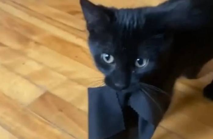 Ce jeune chat dépose sans cesse des 