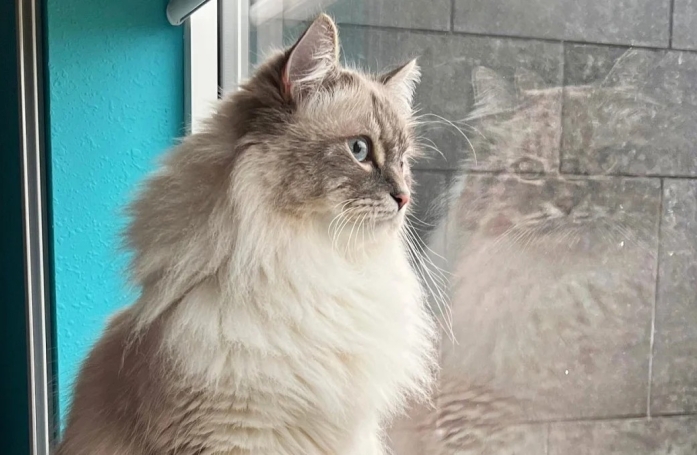 Nimbus, chat Sibérien, tente d'attirer une mouche au plafond avec des miaulements inédits (vidéo)