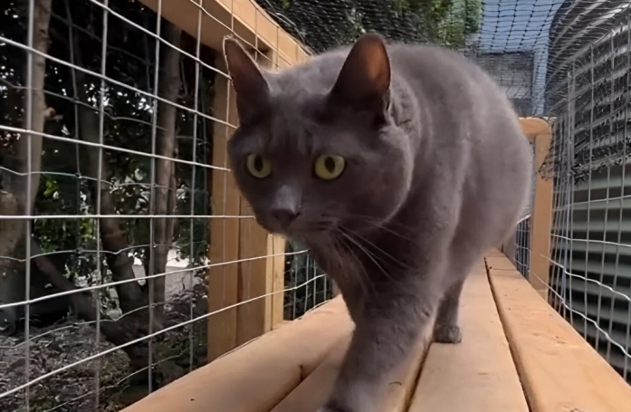 Une famille construit un catio gigantesque pour ses 11 chats afin de leur offrir sécurité et liberté (vidéo)