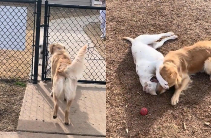 Ce Golden Retriever est fou de joie à l'idée de voir sa petite amie, une Labrador qu'il n'a pas vue depuis plusieurs semaines (vidéo)