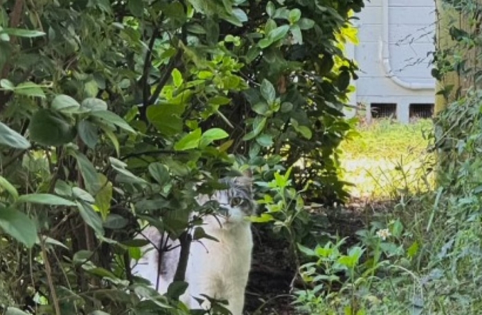 À force de patience, une sauveuse de chats parvient à faire entrer un chat errant chez elle, en plusieurs jours