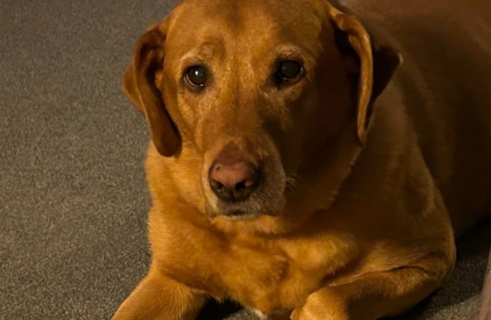 Après 2 semaines de fugue, cette chienne est retrouvée car elle s'est introduite pile au bon endroit 