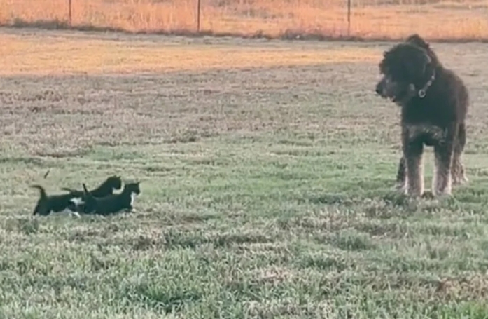 Un chien de taille imposante, joue avec trois chatons qui lui courent après dans une scène irrésistible (vidéo)