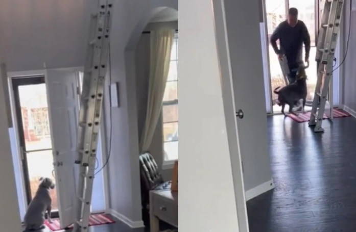 Ce peintre en bâtiment vient plusieurs jours chez ses clients, et finit par se lier d'amitié avec leur chien (vidéo)