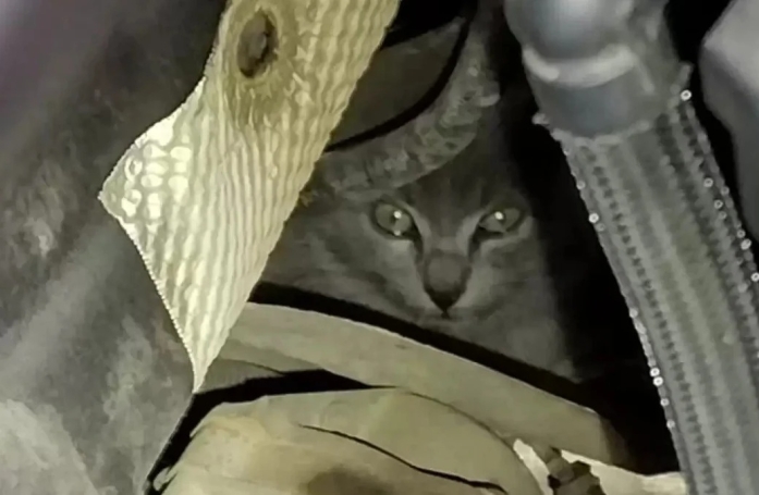 Après un long trajet, ils découvrent qu'un chaton s'était caché dans leur moteur