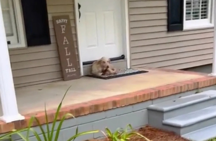 Bo, un chien abandonné et affamé, n'avait plus d'autre solution que d'espérer attendrir une famille sur le pas de leur porte (vidéo)