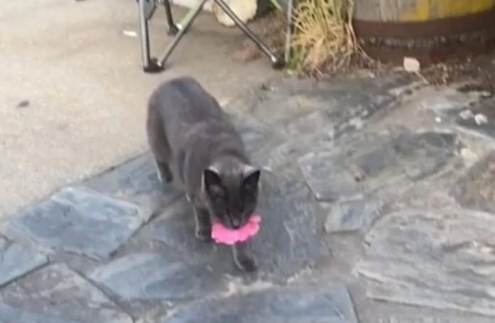 Une chatte errante tente de se faire adopter par une femme en lui offrant des fleurs à plusieurs reprises (vidéo)