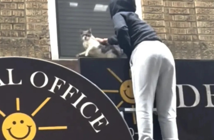 Alors qu'elle pensait secourir un seul chat, cette association en découvre 33 autres dans un appartement délabré (vidéo)