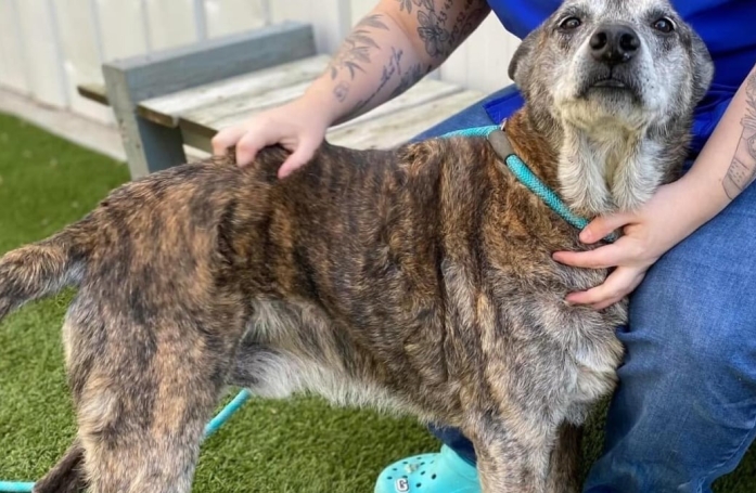 Déterminée à trouver une famille pour ce vieux chien, une association fait 4 jours de route pour finaliser son adoption