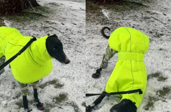 Ce Lévrier adopté émeut sa nouvelle maîtresse en découvrant la neige pour la première fois (vidéo)