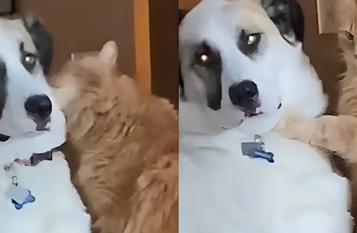 Ce chien jugé auparavant 