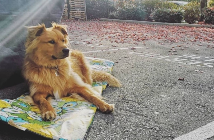Le hobby insolite de ce chien se transforme en bonne action pour l'environnement (vidéo)