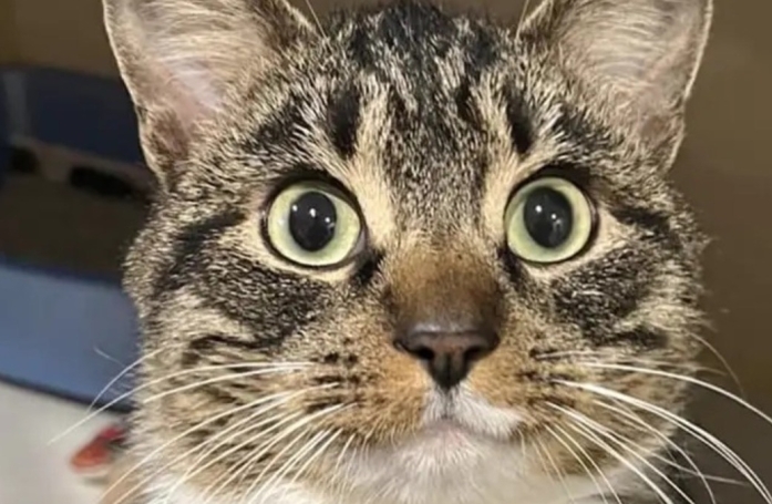 Ils font 5 heures de route pour adopter un chat, et repartent avec 3 félins !