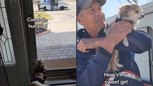 Illustration : "Cette chienne a tissé un lien avec le facteur lorsqu'elle était bébé, et cela dure depuis 2 ans maintenant"