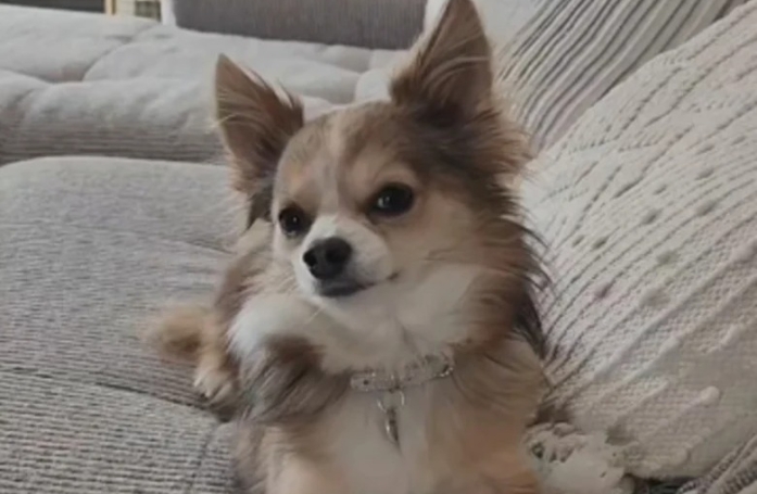 Cette chienne a tissé un lien avec le facteur lorsqu'elle était bébé, et cela dure depuis 2 ans maintenant